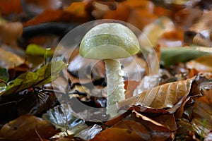 Death cap Amanita phalloides, growing in leaf litter photo